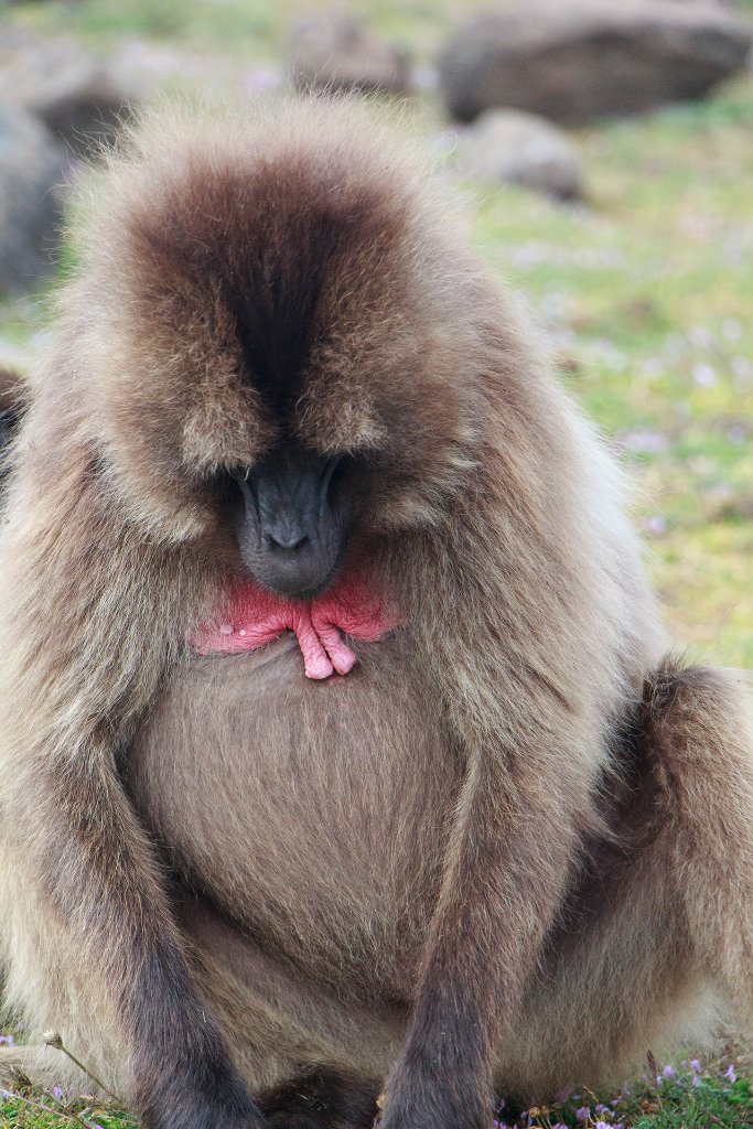 19-Gelada female.jpg - Gelada female